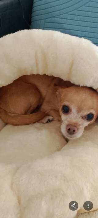 Camita para perro suave