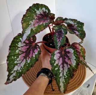 Planta Begonia Rex con hojas decorativas