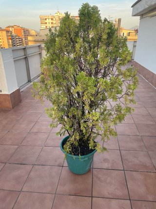 Planta de Ciprés (158x70)