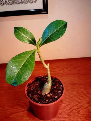 Planta.Caudex.Adenium Obesum.