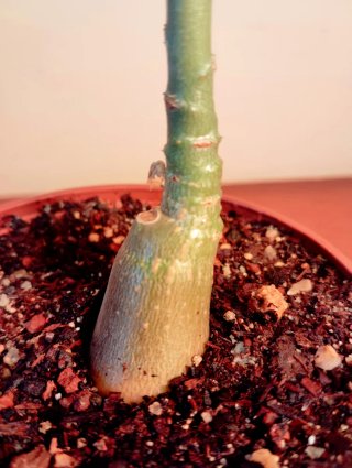 Planta.Caudex.Adenium Obesum.