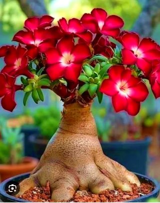 Planta.Caudex.Adenium Obesum.