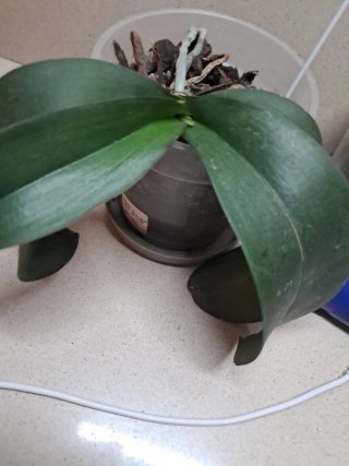 Orquídea Phalaenopsis