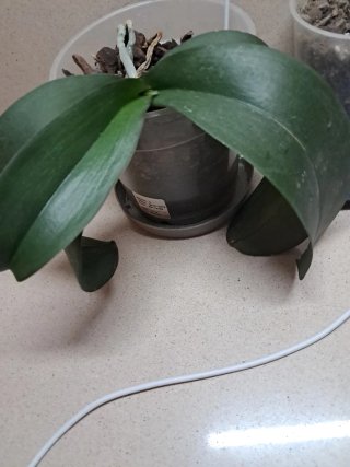Orquídea Phalaenopsis