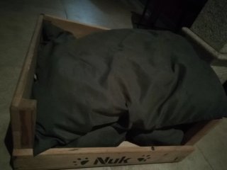 Cama para perro de madera con cojín