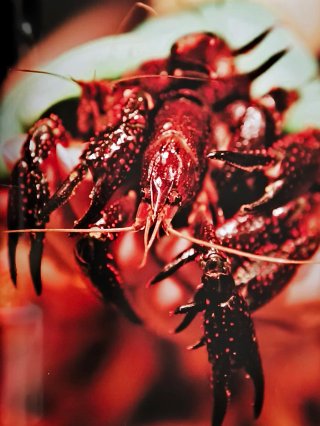 LIBRO: EL  MERCADO DE LA BOQUERIA DE BARCELONA