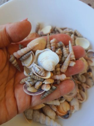 Conchiglie miste per decorazioni