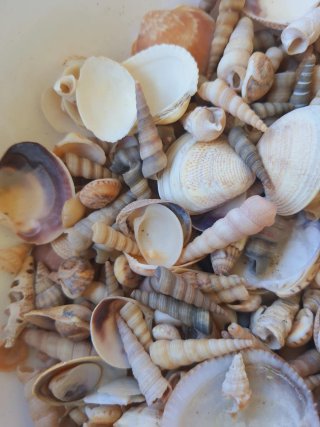 Conchiglie miste per decorazioni