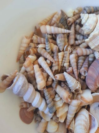 Conchiglie miste per decorazioni