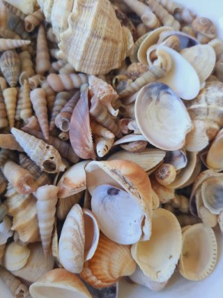 Conchiglie miste per decorazioni