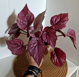 Planta Begonia hoja roja