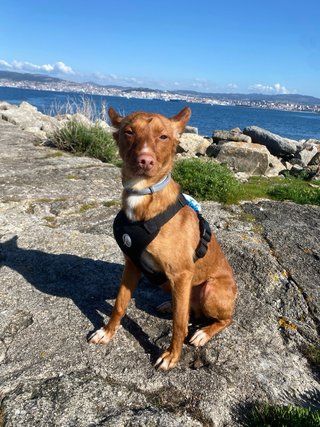 Tractive GPS para perros - Blanco