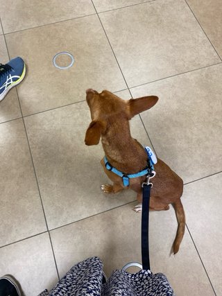Tractive GPS para perros - Blanco