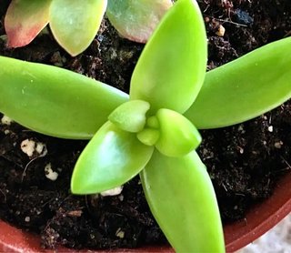 2 SEDUM  NUSSBAUMERIANUM (2 esquejes + Regalo)