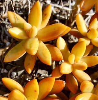 2 SEDUM  NUSSBAUMERIANUM (2 esquejes + Regalo)