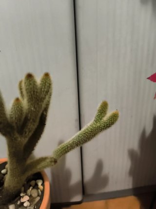 Cactus Crestado