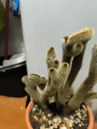 Cactus Crestado
