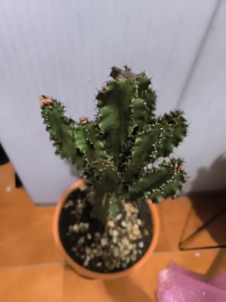 Cactus Candelabro / Árbol de Leche