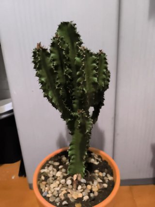 Cactus Candelabro / Árbol de Leche