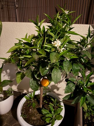 Naranjo en maceta que da flor y fruto