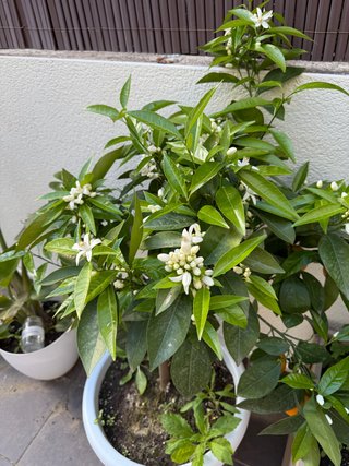 Naranjo en maceta que da flor y fruto