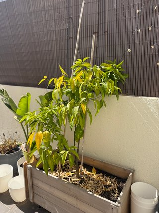 Naranjo en maceta que da flor y fruto