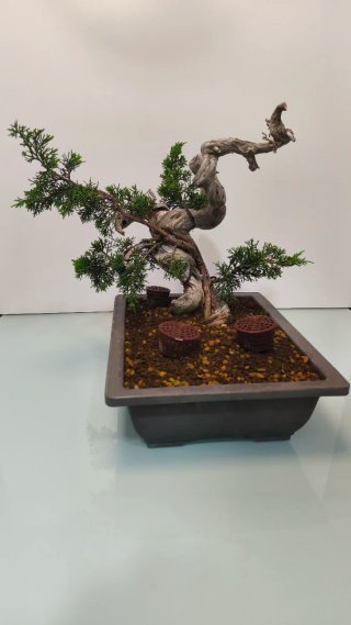 Bonsai Tanuki Itoigawa