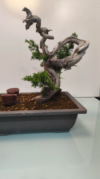 Bonsai Tanuki Itoigawa