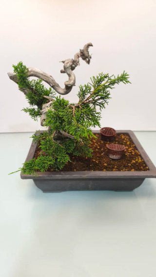 Bonsai Tanuki Itoigawa