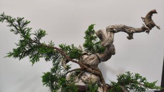 Bonsai Tanuki Itoigawa