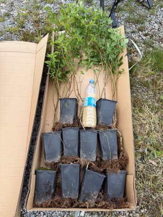 4 Plantas Jóvenes