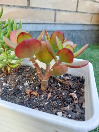 Conjunto de 3 plantas suculentas