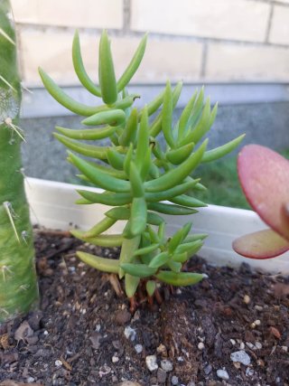 Conjunto de 3 plantas suculentas