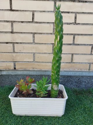 Conjunto de 3 plantas suculentas