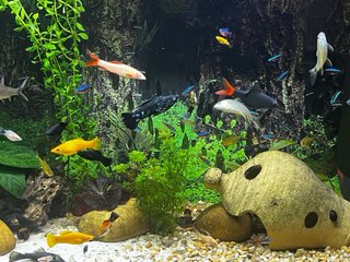 Acuario completo BOYU