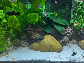 Acuario completo BOYU