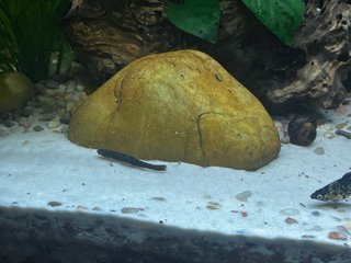 Acuario completo BOYU