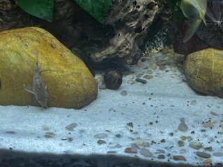Acuario completo BOYU