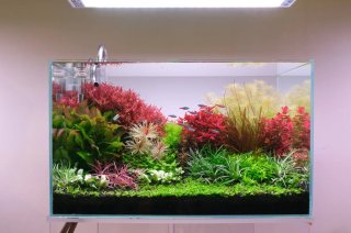 Sustrato nutritivo Aqua Gro 8 k  Plantas acuario
