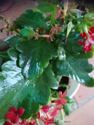 Planta con flores rojas