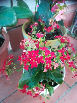 Planta con flores rojas