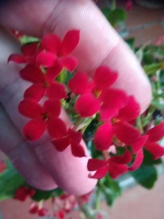 Planta con flores rojas