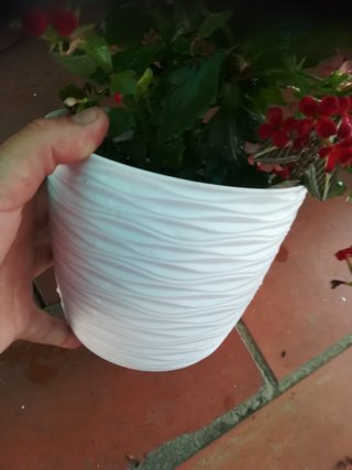 Planta con flores rojas