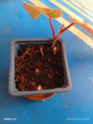 Planta gratis x 2 artículos