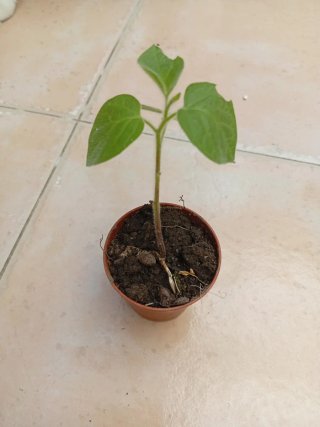 Planta gratis x 2 artículos