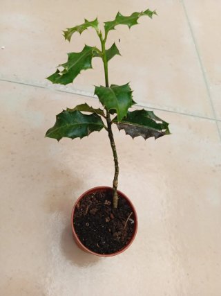 Planta gratis x 2 artículos