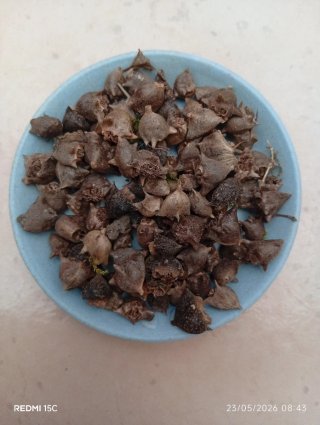 Planta gratis x 2 artículos