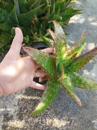 Aloe Vera Maculata Pianta