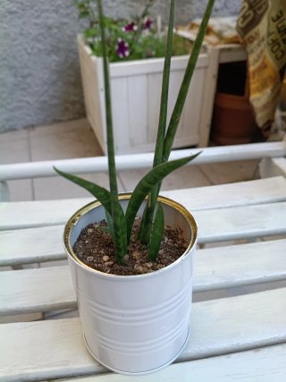 Sansevieria in vaso