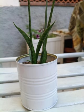 Sansevieria in vaso